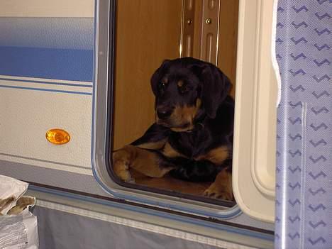 Rottweiler Don billede 2