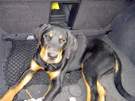 Rottweiler Don billede 3