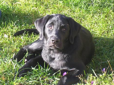 Labrador retriever Brårup´s Prins Pavlos - Hej. Jeg hedder Pavlos. Prins Pavlos.. billede 1