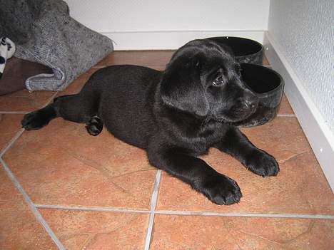 Labrador retriever Brårup´s Prins Pavlos - Er der snart mad?? billede 2