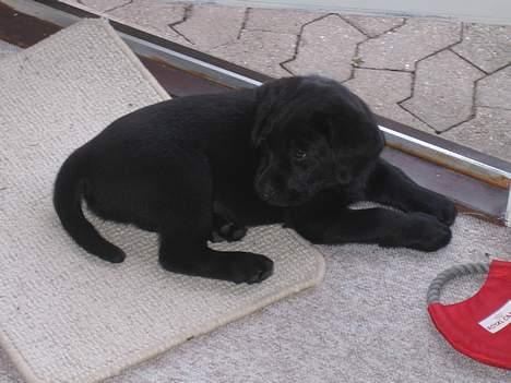Labrador retriever Brårup´s Prins Pavlos - Er der noget jeg skal være med til? billede 3