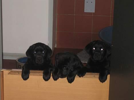 Labrador retriever Brårup´s Prins Pavlos - Her er mine brødre eller er det mine søstre!!!??? billede 4