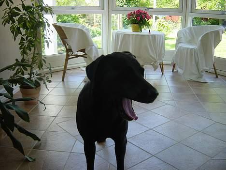 Labrador retriever Kira - nåår lige stået op ! <3  billede 1