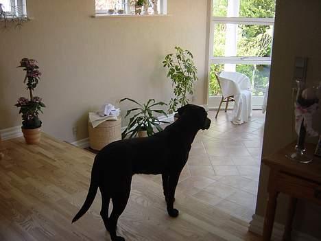 Labrador retriever Kira billede 2