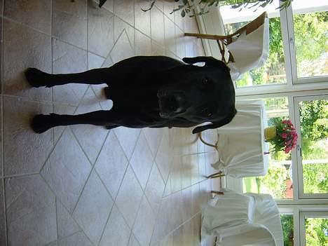 Labrador retriever Kira billede 3