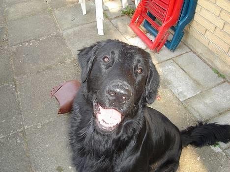 Flat coated retriever Gonzo - Tuttelu, hehe. billede 11