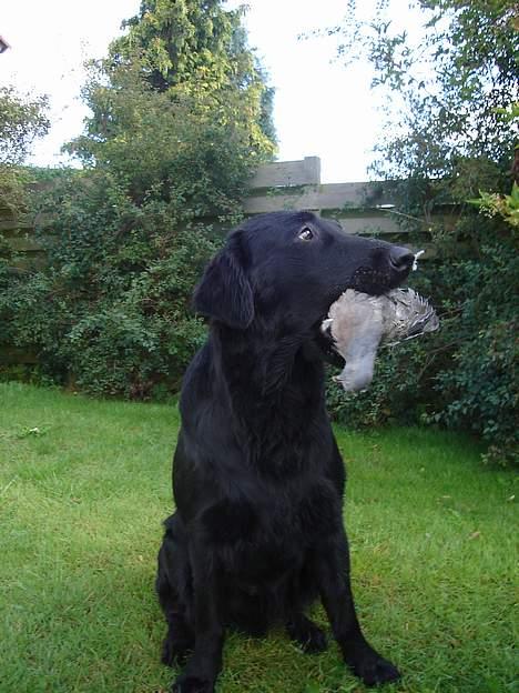 Flat coated retriever Gonzo - hvor er jeg sød....med en due i munden billede 12