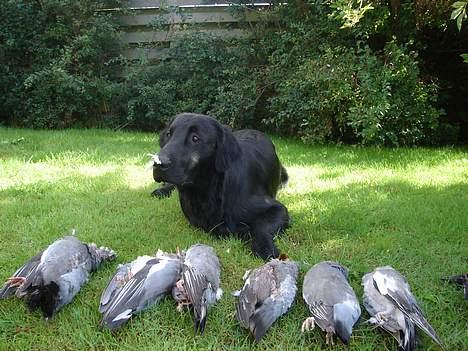 Flat coated retriever Gonzo - ups...fjer på snuden billede 13