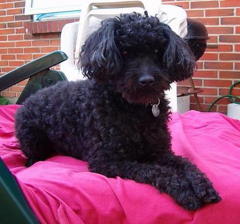 Dværgpuddel Bimmer Laden *død*( - Ja ligge i solvognen, måtte jeg ikke, kun Bimmer Laden billede 1