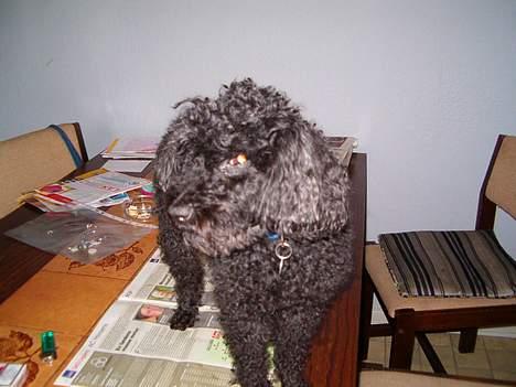 Dværgpuddel Bimmer Laden *død*( - Gavtyv, tror at bordet er et platform, så man kan skælde folk ud der går forbi. billede 2