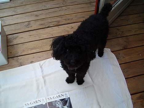 Dværgpuddel Bimmer Laden *død*( - Er han ikke nuttet, følger med i alt hvad der sker billede 3