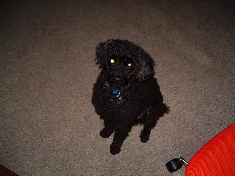 Dværgpuddel Bimmer Laden *død*( - Ja tag nu det billede, få dog det overstået, Bimmer hader at få taget billeder billede 4