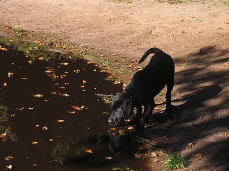 Labrador retriever Brårup´s Prins Pavlos - Uhm. Vand.. Jeg er også tørstig. billede 5