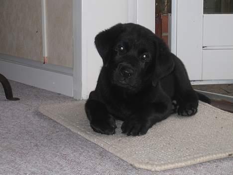 Labrador retriever Brårup´s Prins Pavlos - I er sgu underlige billede 6