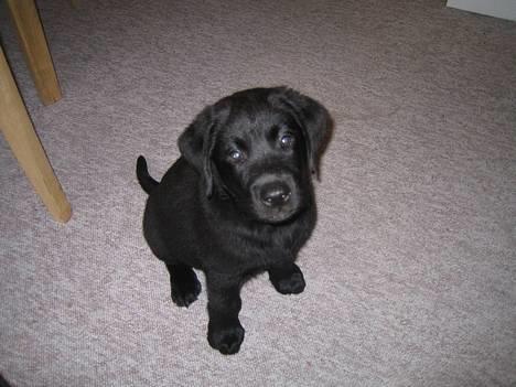 Labrador retriever Brårup´s Prins Pavlos - Hva med den godbid du lovede?? billede 7