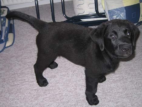 Labrador retriever Brårup´s Prins Pavlos - Freeze billede 8