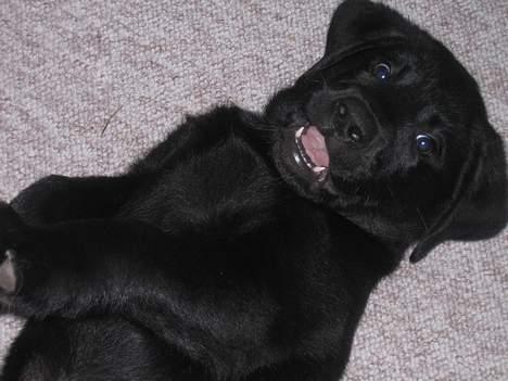 Labrador retriever Brårup´s Prins Pavlos - Er jeg ikke lækker? billede 9