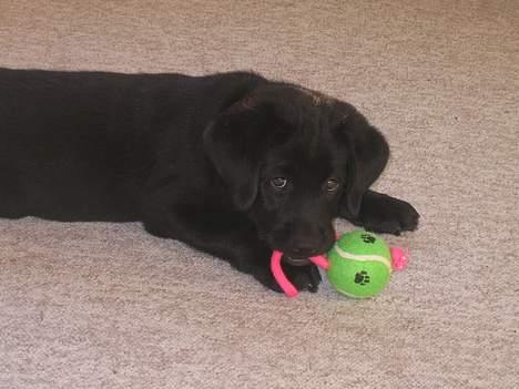 Labrador retriever Brårup´s Prins Pavlos - Legetøjsmodel billede 10