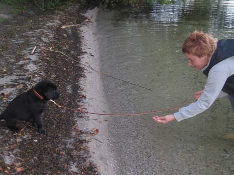 Labrador retriever Brårup´s Prins Pavlos - Jamen det er jo vådt mor... billede 11