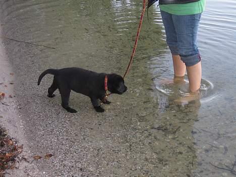 Labrador retriever Brårup´s Prins Pavlos - Okay så. billede 12