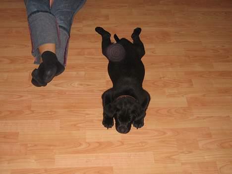 Labrador retriever Brårup´s Prins Pavlos - Sådan ligger man rigtig godt.. billede 13