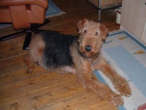 Airedale terrier emma - Fanny - Bedre kendt som Fair play :) billede 9