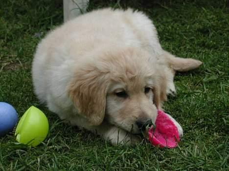 Hovawart Balder - Et billede fra hans tid hos opdrætterne(Hof-Joy) Lige fyldt 8 uger. billede 9
