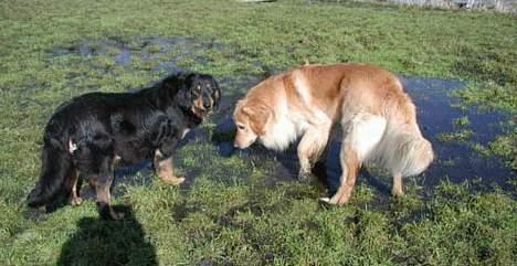 Hovawart Balder - Balders mor og far... Hehe, næsten lige store =D Kort før Ida, den tofarvede, skulle føde billede 10