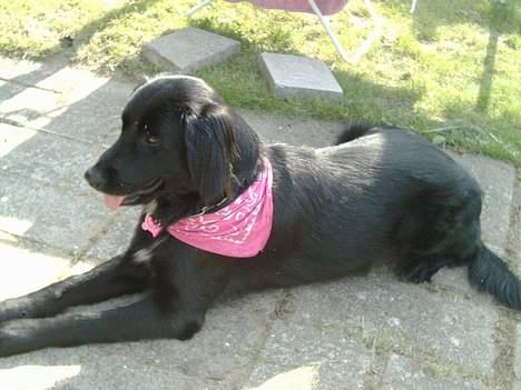 Labrador retriever Keiko - Keiko, hun ligger og vente på is som min mindste datter sidder og nyder is på sommervejr. billede 1