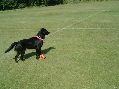 Labrador retriever Keiko - Keiko stå og er på udkig efter en fugl som flyver rundt. billede 2
