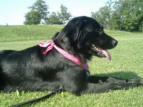 Labrador retriever Keiko - Pyha, jeg forpustede, Skal lige ha pause. billede 3