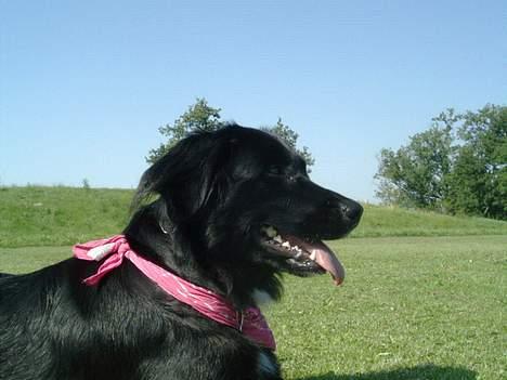 Labrador retriever Keiko - Så har jeg lige drukket iskold vand. Så nu har jeg det bedre *SMILER* billede 4