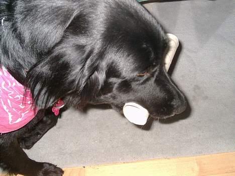 Labrador retriever Keiko - Køkkenrulle hun gerne vil leger.  billede 5