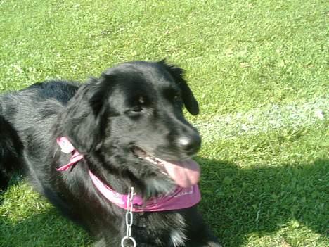 Labrador retriever Keiko - Hun kigger på sin far.  billede 7