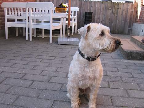 Irish softcoated wheaten terrier Fiddik *DØD* billede 15