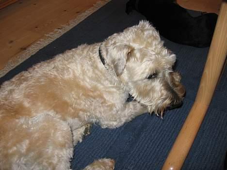 Irish softcoated wheaten terrier Fiddik *DØD* billede 16