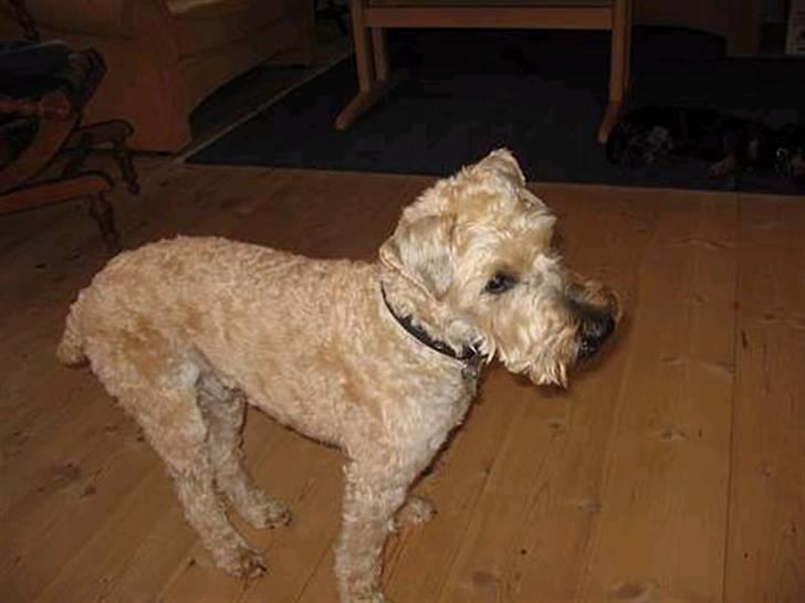 Irish softcoated wheaten terrier Fiddik *DØD* billede 17