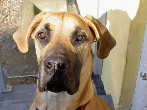 Grand danois great danes Ingha - Ingha i gården år 2004 billede 16