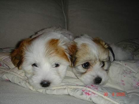Coton de tulear Shiba billede 14