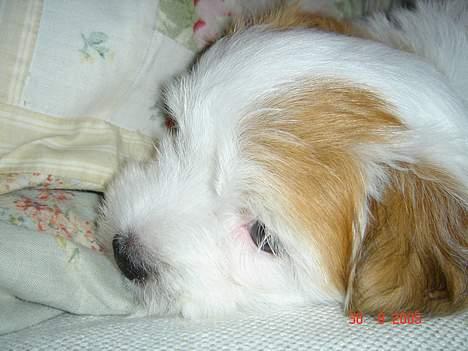 Coton de tulear Shiba billede 15