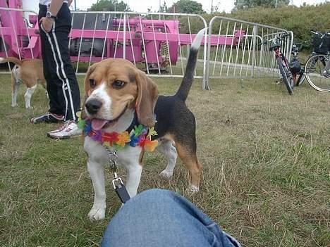 Beagle Nikolaj - Nikolaj på en lille lokal udstilling. Helt uden betydning, men det var meget hyggeligt og kun for sjov. billede 18