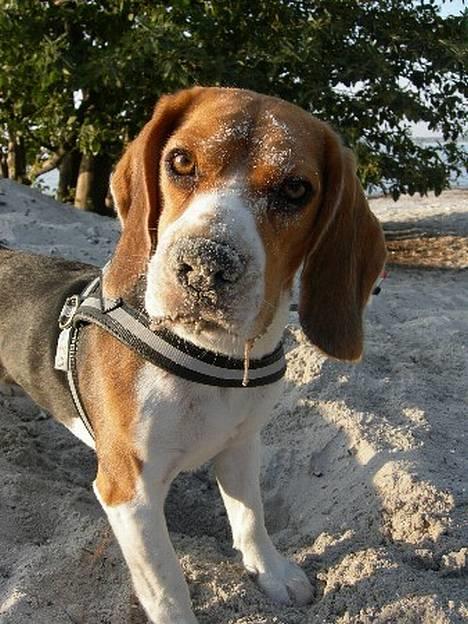 Beagle Nikolaj - Nikolaj og hans bedste ven billede 19