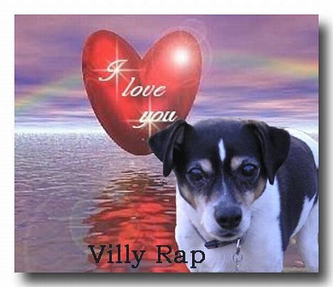 Dansk svensk gaardhund Villy Rap ¤ 22 febr.2006¤ - romance.                 © Tosse foto. billede 1