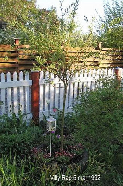 Dansk svensk gaardhund Villy Rap ¤ 22 febr.2006¤ - Her hviler Villy Rap.  billede 2