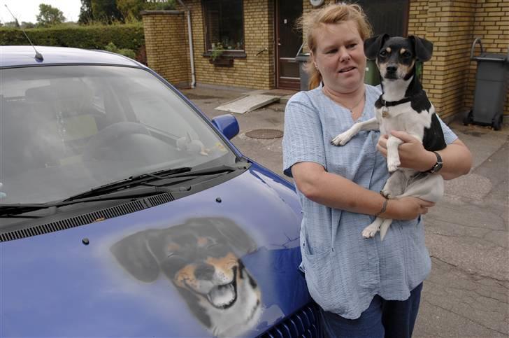 Dansk svensk gaardhund Tezza - Sådan fik maleren billedet til at se ud, på fronten af min bil. Flot ikke?? billede 2