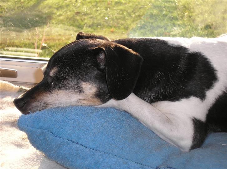 Dansk svensk gaardhund Tezza - træt klubmester og årets agilityhund 10-10-2010 billede 3