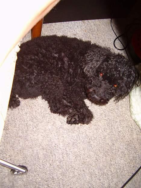 Dværgpuddel Bimmer Laden *død*( - hold så op med at tage billeder, vil bare sove........ billede 5