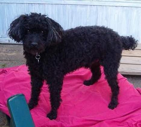 Dværgpuddel Bimmer Laden *død*( - Se min solvogn:) billede 6