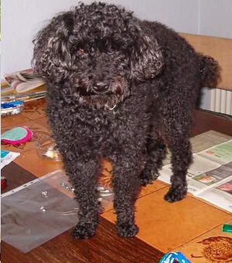 Dværgpuddel Bimmer Laden *død*( - Niks, du får mig ikke ned fra det her bord......... billede 7