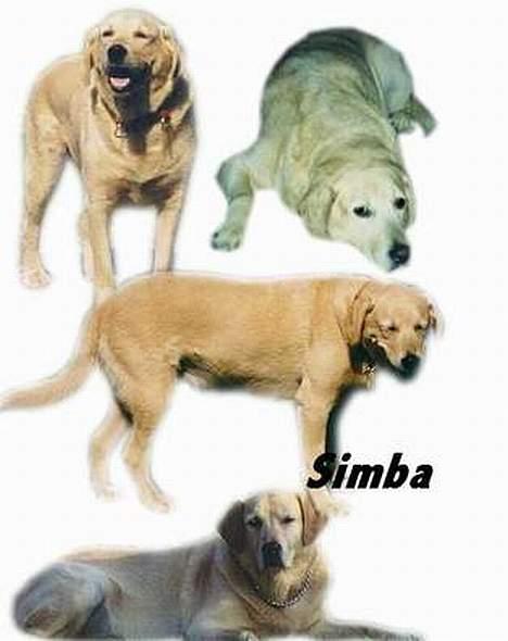 Blanding af racer simba - bildet er laget av Anja J billede 13